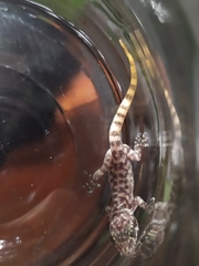 Phyllodactylus lanei