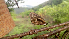 Baronia brevicornis brevicornis