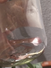 Phyllodactylus lanei