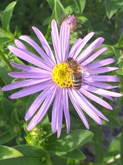 Apis mellifera