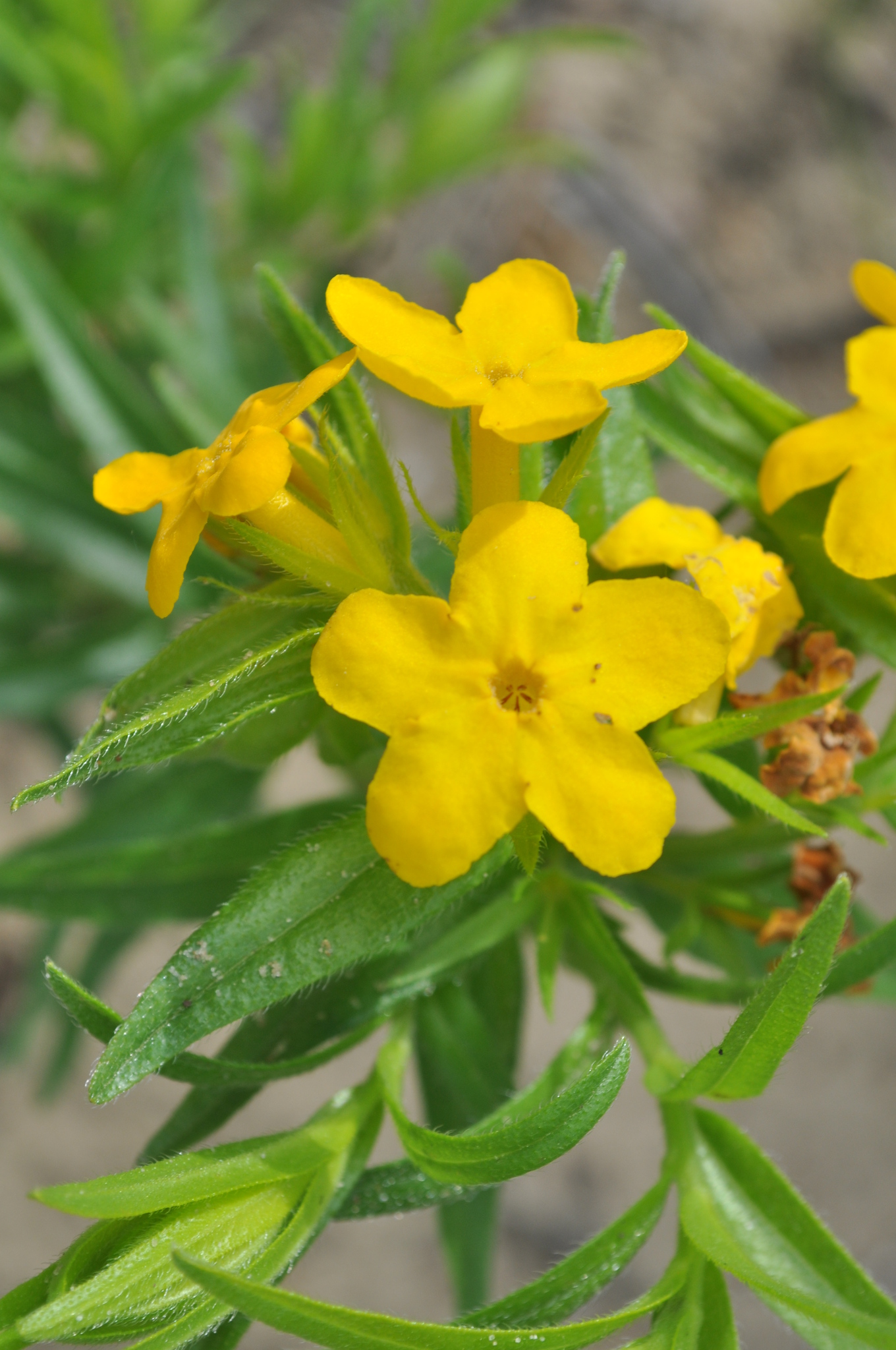 Lithospermum caroliniense var. croceum