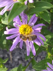 Apis mellifera