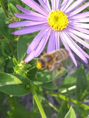 Apis mellifera