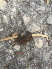 Oryctes nasicornis corniculatus