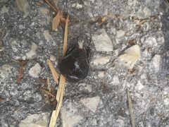 Oryctes nasicornis corniculatus