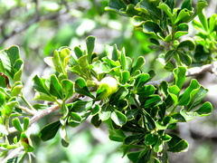 Searsia burchellii