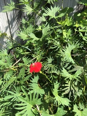 Ipomoea × multifida