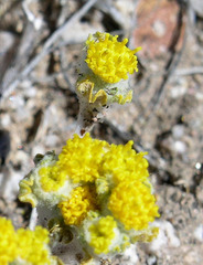 Eriophyllum pringlei
