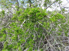 Searsia burchellii