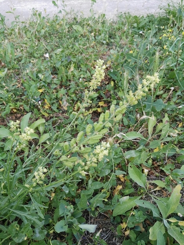 Wild Mignonette