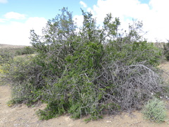 Searsia burchellii