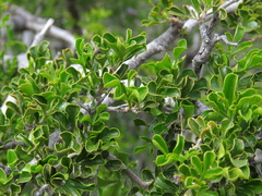 Searsia burchellii