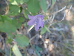 Campanula petiolata