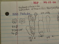 Sarcodon atroviridis