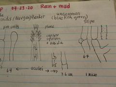 Sarcodon atroviridis