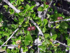Grewia robusta