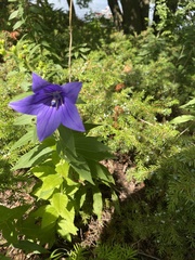 Platycodon