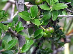 Grewia robusta