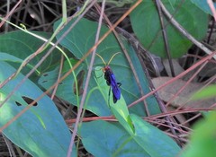 Gnamptopelta obsidianator