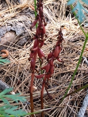 Corallorhiza maculata