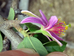 Grewia robusta