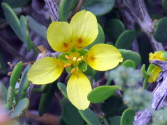 Roepera lichtensteiniana