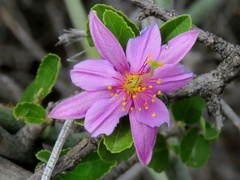 Grewia robusta