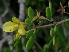 Roepera lichtensteiniana