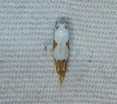 Mompha circumscriptella