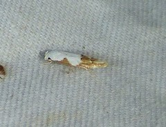 Mompha circumscriptella