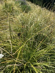 Satyrium semiluna