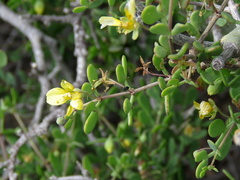 Roepera lichtensteiniana