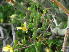 Roepera lichtensteiniana