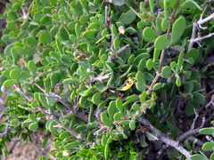 Roepera lichtensteiniana