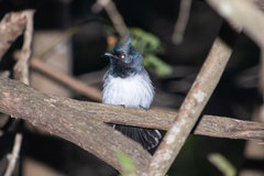 Trochocercus cyanomelas cyanomelas