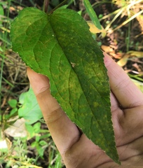 Coleosporium campanulae