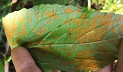 Coleosporium campanulae