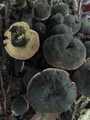 Sarcodon atroviridis