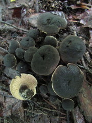 Sarcodon atroviridis