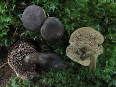 Sarcodon atroviridis