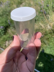 Satyrium semiluna