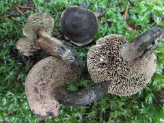 Sarcodon atroviridis