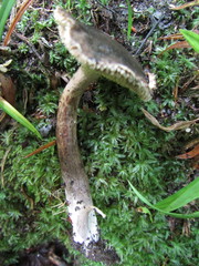 Sarcodon atroviridis