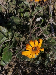 Arctotis breviscapa