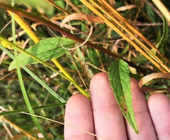 Coleosporium campanulae