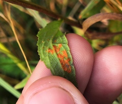 Coleosporium campanulae