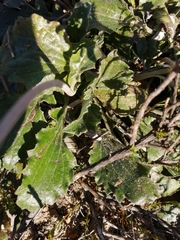 Arctotis breviscapa