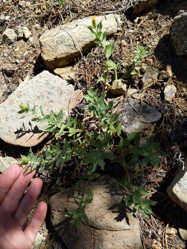 Image of Hazardia whitneyi by (c) Ken-ichi Ueda, some rights reserved (CC BY)