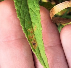 Coleosporium campanulae