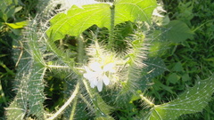 Cnidoscolus angustidens